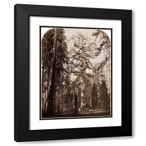Grizzly Giant - 33 ft. diam. -  Mariposa Grove, Yosemite, California, 1861 Black Modern Wood Framed Art Print with Double Matting by Watkins, Carleton