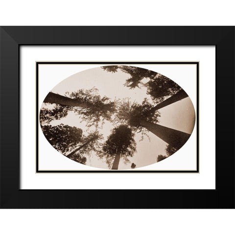 Among The Tree Tops Calaveras Grove Black Modern Wood Framed Art Print with Double Matting by Watkins, Carleton