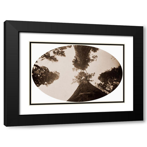 Among the Treetops, Calaveras Grove, California, 1878 Black Modern Wood Framed Art Print with Double Matting by Watkins, Carleton