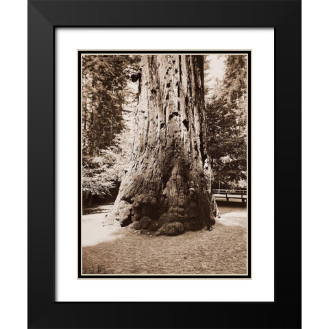 Big Tree Felton (Redwood), Santa Cruz, California, 1880s Black Modern Wood Framed Art Print with Double Matting by Watkins, Carleton