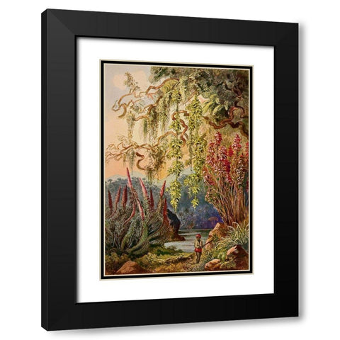 Nillu-Busche und Hangebambusen Hochland von Ceylon Black Modern Wood Framed Art Print with Double Matting by Haeckel, Ernst
