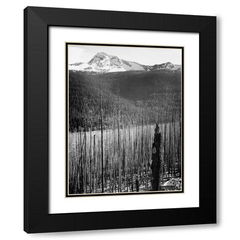 Burned Area, Glacier National Park, Montana - National Parks and Monuments, 1941 Black Modern Wood Framed Art Print with Double Matting by Adams, Ansel
