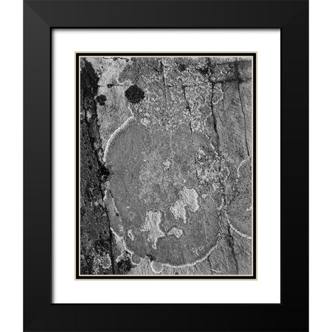 Lichons, Glacier National Park, Montana - National Parks and Monuments, 1941 Black Modern Wood Framed Art Print with Double Matting by Adams, Ansel