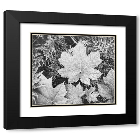 Leaves, Glacier National Park, Montana - National Parks and Monuments, 1941 Black Modern Wood Framed Art Print with Double Matting by Adams, Ansel