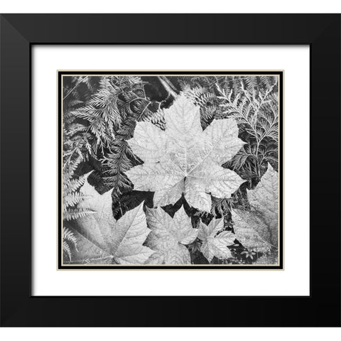 Leaves, Glacier National Park, Montana - National Parks and Monuments, 1941 Black Modern Wood Framed Art Print with Double Matting by Adams, Ansel