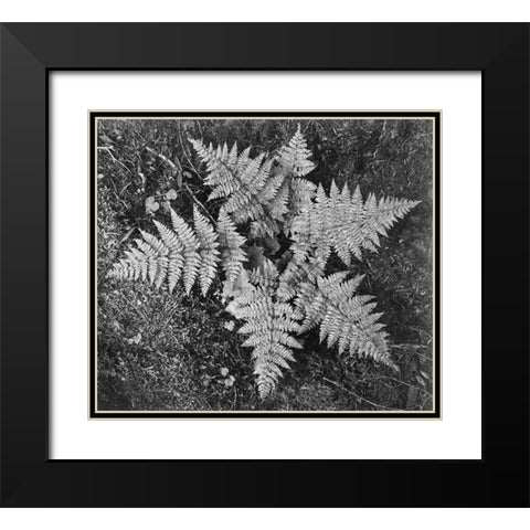 Ferns, Glacier National Park, Montana - National Parks and Monuments, 1941 Black Modern Wood Framed Art Print with Double Matting by Adams, Ansel