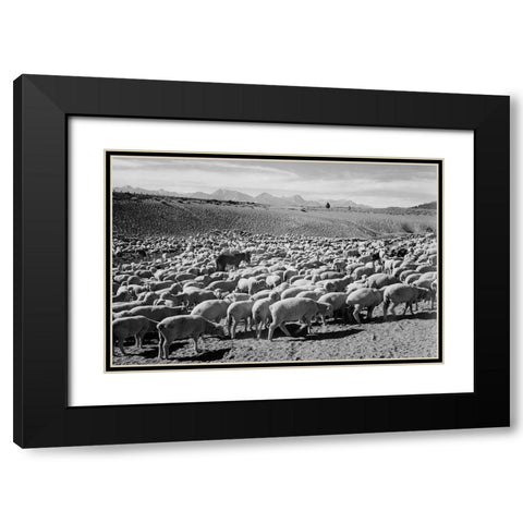 Flock in Owens Valley - National Parks and Monuments, 1941 Black Modern Wood Framed Art Print with Double Matting by Adams, Ansel