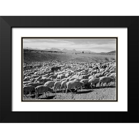 Flock in Owens Valley - National Parks and Monuments, 1941 Black Modern Wood Framed Art Print with Double Matting by Adams, Ansel