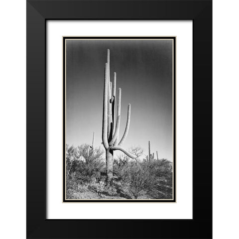 Full view of cactus and surrounding shrubs, In Saguaro National Monument, Arizona, ca. 1941-1942 Black Modern Wood Framed Art Print with Double Matting by Adams, Ansel