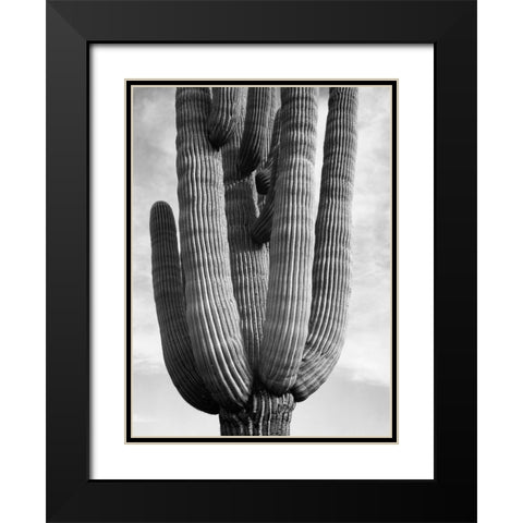 Detail of cactus Saguaros, Saguro National Monument, Arizona, ca. 1941-1942 Black Modern Wood Framed Art Print with Double Matting by Adams, Ansel
