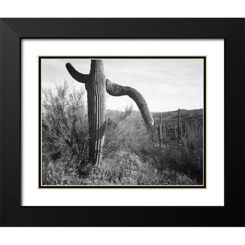 Cactus at left and surroundings, Saguaro National Monument, Arizona, ca. 1941-1942 Black Modern Wood Framed Art Print with Double Matting by Adams, Ansel