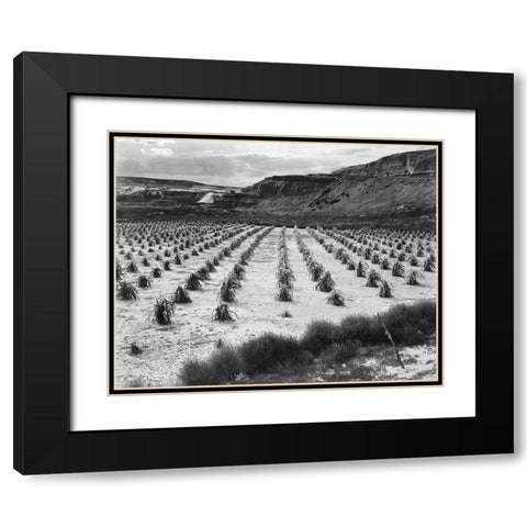 Looking across rows of corn, cliff in background, Corn Field, Indian Farm near Tuba City, Arizona, i Black Modern Wood Framed Art Print with Double Matting by Adams, Ansel