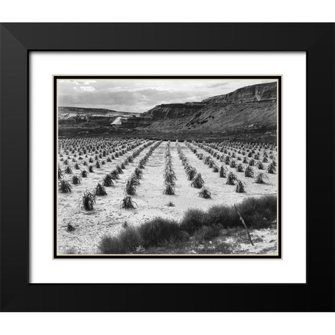 Looking across rows of corn, cliff in background, Corn Field, Indian Farm near Tuba City, Arizona, i Black Modern Wood Framed Art Print with Double Matting by Adams, Ansel