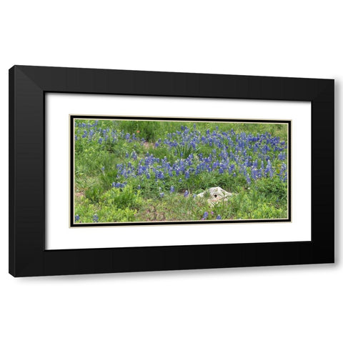 Bluebonnets at the Lady Bird Johnson Wildflower Center, near Austin, TX Black Modern Wood Framed Art Print with Double Matting by Highmith, Carol