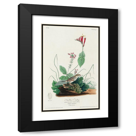Henslows Bunting Black Modern Wood Framed Art Print with Double Matting by Audubon, John James