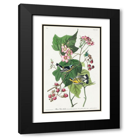 Black and Yellow Warblers Black Modern Wood Framed Art Print with Double Matting by Audubon, John James