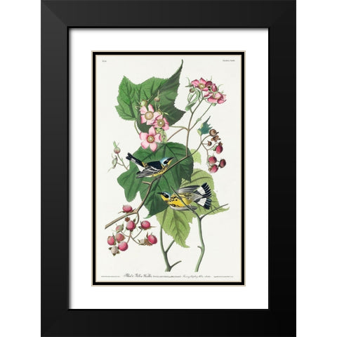 Black and Yellow Warblers Black Modern Wood Framed Art Print with Double Matting by Audubon, John James