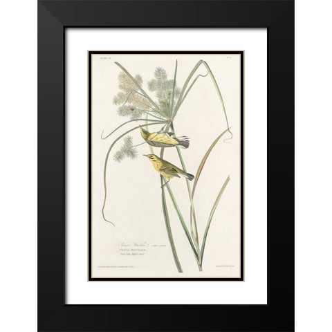 Prairie Warbler Black Modern Wood Framed Art Print with Double Matting by Audubon, John James