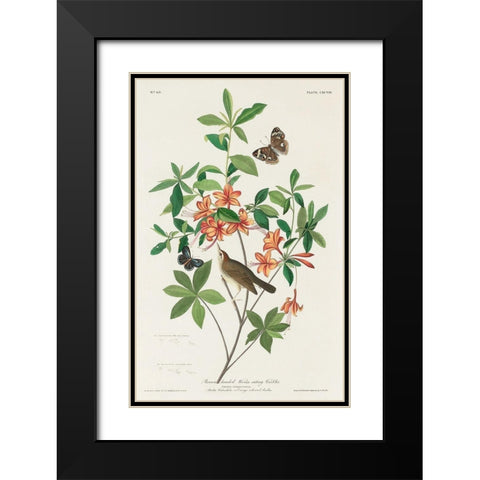 Brown headed Worm eating Warbler Black Modern Wood Framed Art Print with Double Matting by Audubon, John James