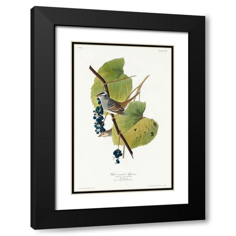White-crowned Sparrow Black Modern Wood Framed Art Print with Double Matting by Audubon, John James