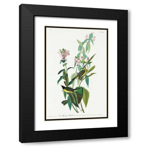 Green Black-Capt Flycatcher Black Modern Wood Framed Art Print with Double Matting by Audubon, John James