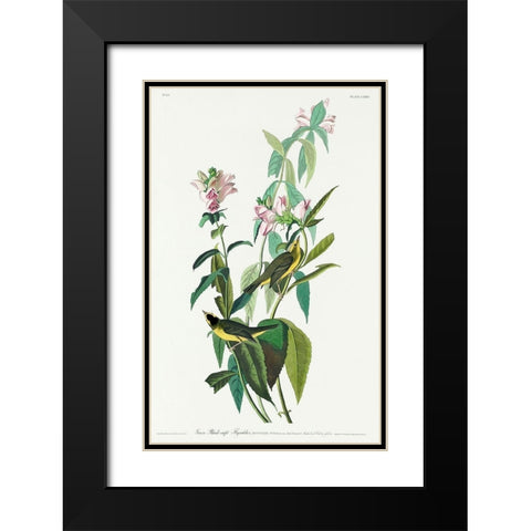 Green Black-Capt Flycatcher Black Modern Wood Framed Art Print with Double Matting by Audubon, John James