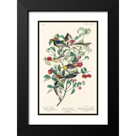 Audubons Warbler, Hermit Warbler and Black-throated gray Warbler  Black Modern Wood Framed Art Print with Double Matting by Audubon, John James