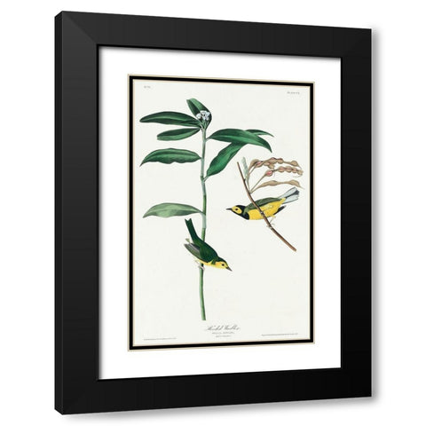Hooded Warbler Black Modern Wood Framed Art Print with Double Matting by Audubon, John James