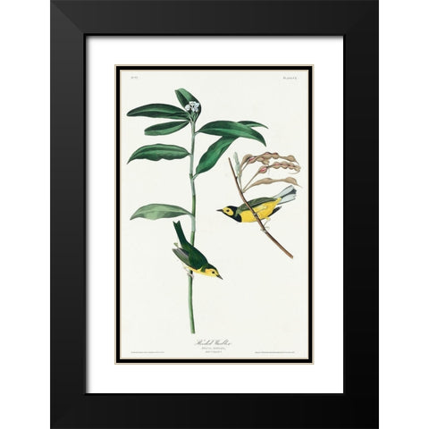 Hooded Warbler Black Modern Wood Framed Art Print with Double Matting by Audubon, John James