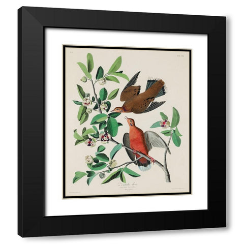 Canada Dove Black Modern Wood Framed Art Print with Double Matting by Audubon, John James