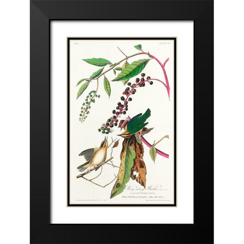Worm eating Warbler Black Modern Wood Framed Art Print with Double Matting by Audubon, John James