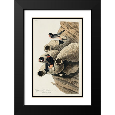 Republican, or Cliff Swallow Black Modern Wood Framed Art Print with Double Matting by Audubon, John James