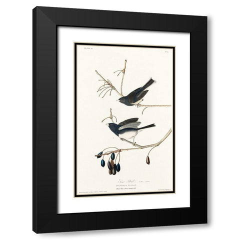 Snow Bird Black Modern Wood Framed Art Print with Double Matting by Audubon, John James