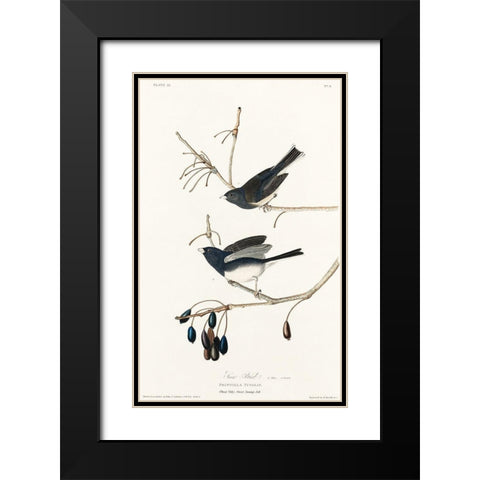Snow Bird Black Modern Wood Framed Art Print with Double Matting by Audubon, John James