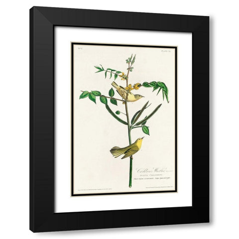 Childrens Warbler Black Modern Wood Framed Art Print with Double Matting by Audubon, John James