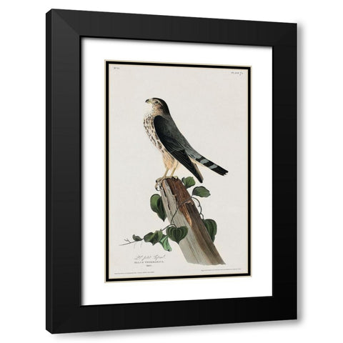 Le Petit Caporal Black Modern Wood Framed Art Print with Double Matting by Audubon, John James