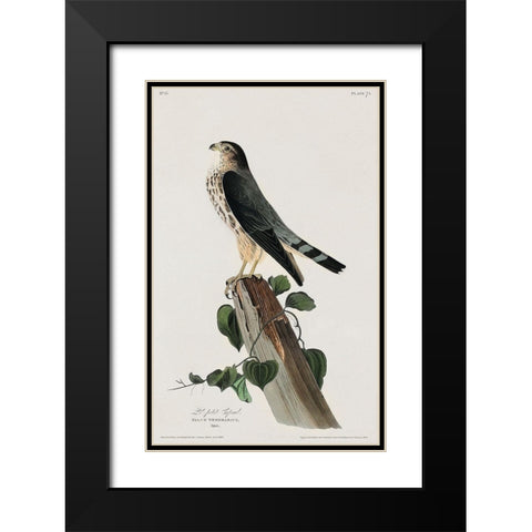 Le Petit Caporal Black Modern Wood Framed Art Print with Double Matting by Audubon, John James