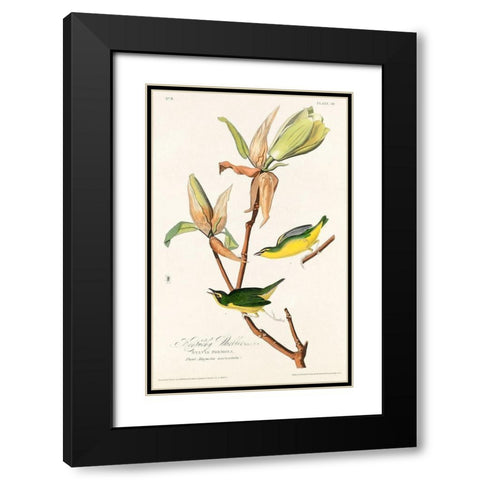 Kentucky Warbler Black Modern Wood Framed Art Print with Double Matting by Audubon, John James