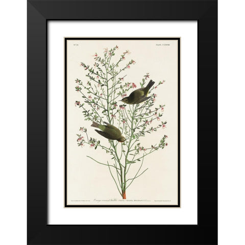Orange-crowned Warbler Black Modern Wood Framed Art Print with Double Matting by Audubon, John James