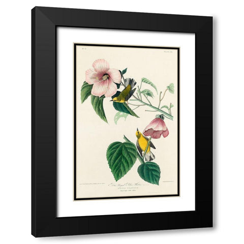Blue-winged Yellow Warbler Black Modern Wood Framed Art Print with Double Matting by Audubon, John James
