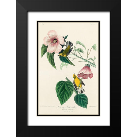 Blue-winged Yellow Warbler Black Modern Wood Framed Art Print with Double Matting by Audubon, John James