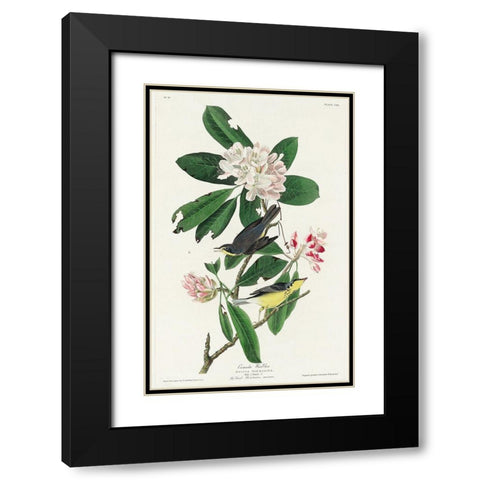 Canada Warbler Black Modern Wood Framed Art Print with Double Matting by Audubon, John James