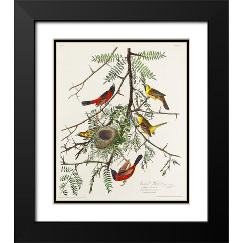 Orchard Oriole Black Modern Wood Framed Art Print with Double Matting by Audubon, John James