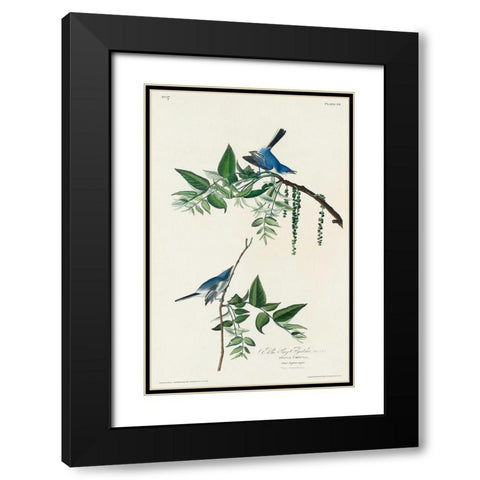 Blue-Grey Fly-catcher Black Modern Wood Framed Art Print with Double Matting by Audubon, John James