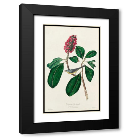 Bonapartes Flycatcher Black Modern Wood Framed Art Print with Double Matting by Audubon, John James