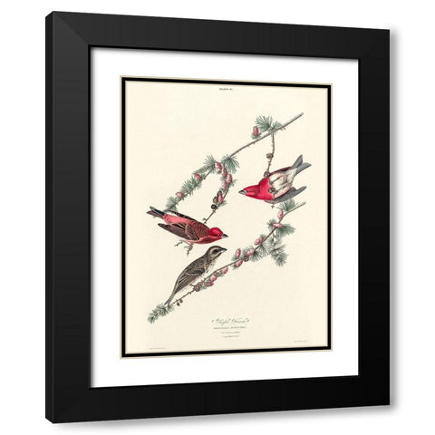 Purple Finch Black Modern Wood Framed Art Print with Double Matting by Audubon, John James