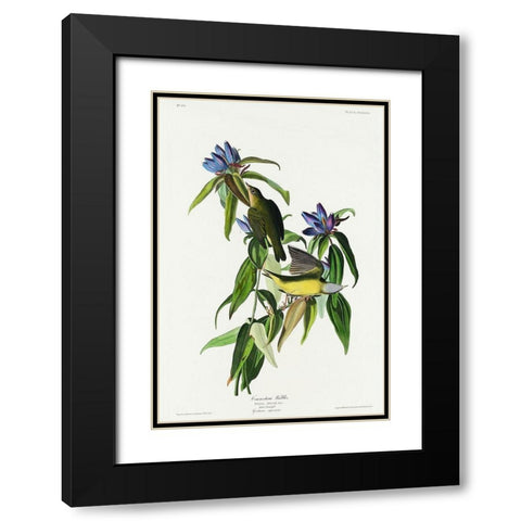 Connecticut Warbler Black Modern Wood Framed Art Print with Double Matting by Audubon, John James