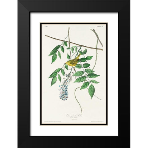 Blue-eyed yellow Warbler Black Modern Wood Framed Art Print with Double Matting by Audubon, John James
