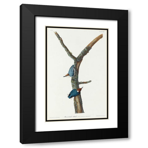 Brown-headed Nuthatch Black Modern Wood Framed Art Print with Double Matting by Audubon, John James