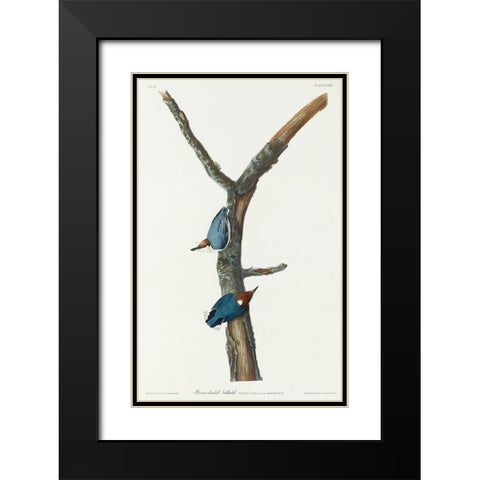 Brown-headed Nuthatch Black Modern Wood Framed Art Print with Double Matting by Audubon, John James